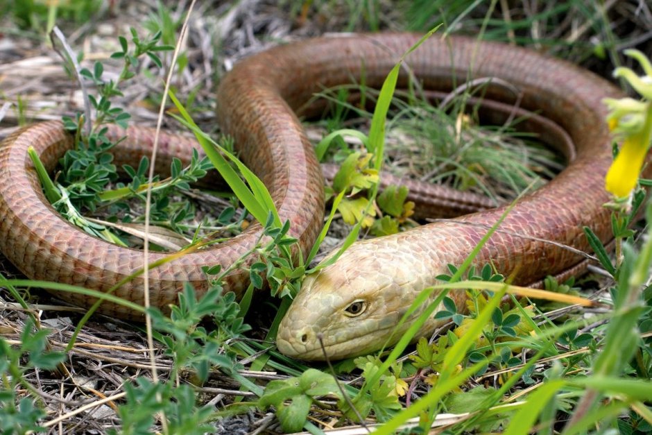 Желтопузик рот