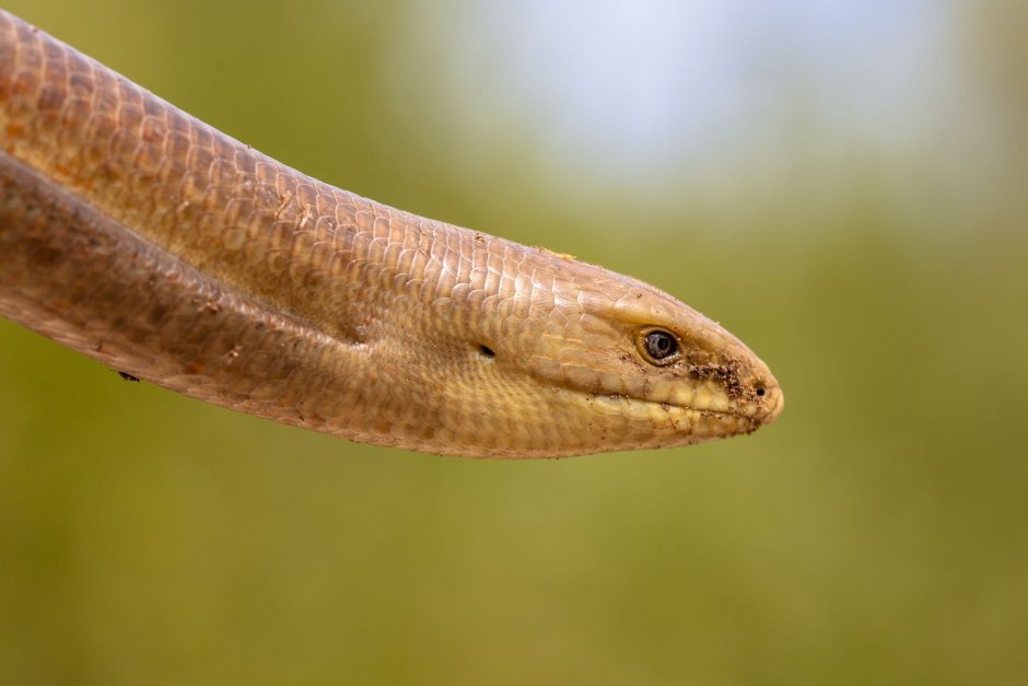 Крымский желтопузик ящерица