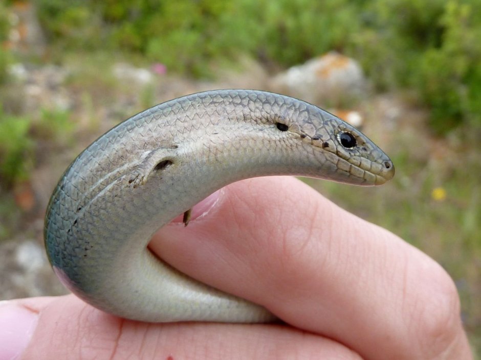 Змеи Абхазии желтопузик