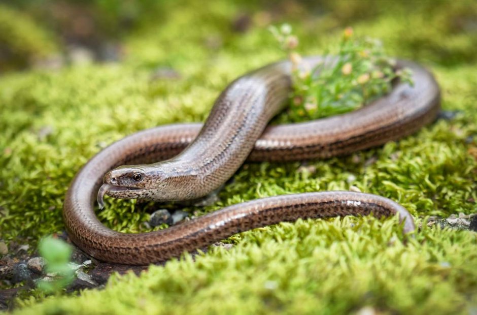 Pseudopus apodus остеодермы