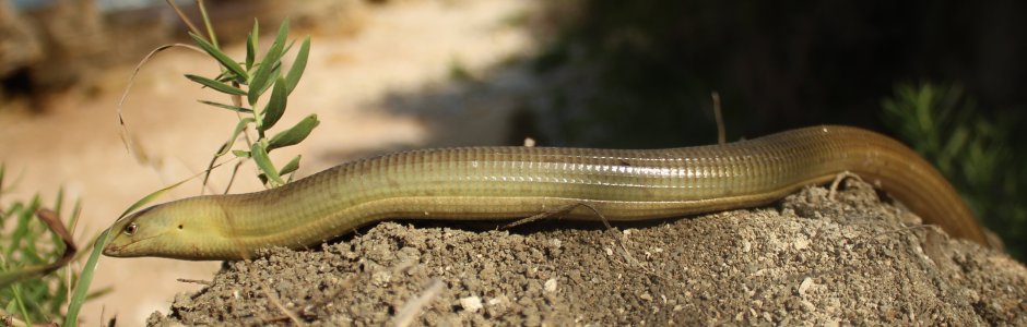 Крымский желтопузик ящерица