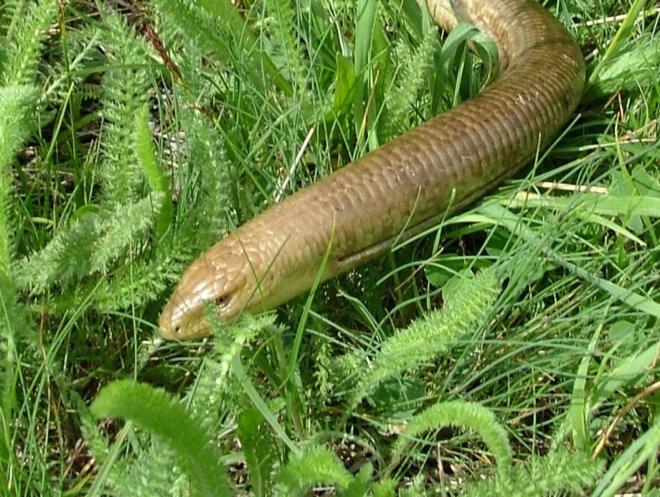 Ящерица без ног желтопузик