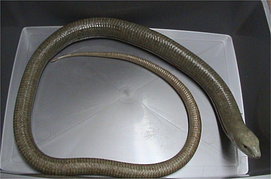 Желтобрюх ящерица безногая