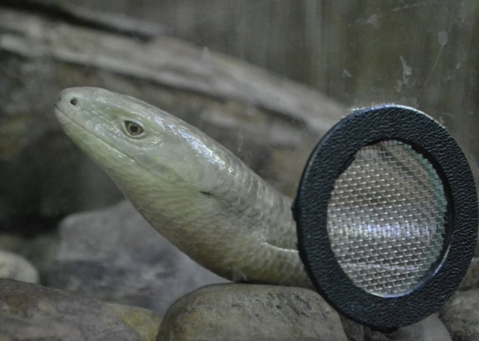 Безногая ящерица желтопузик