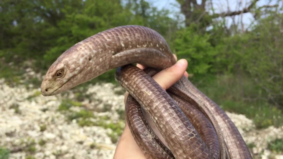 Желтопузик Глухарь