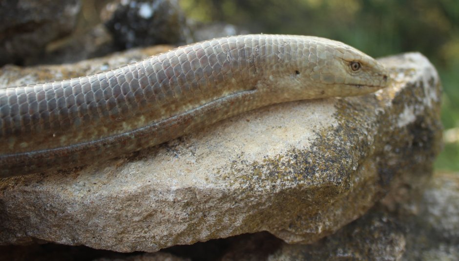 Безногая ящерица веретеница