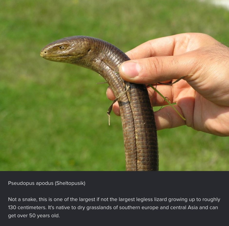 Жёлтопузик змея