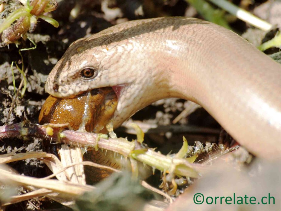 Желтопузик ящерица