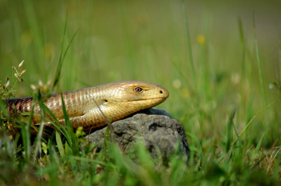 European legless Lizard
