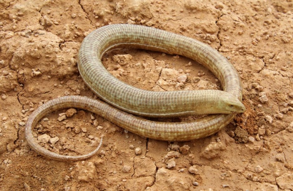 Безногая ящерица желтопузик