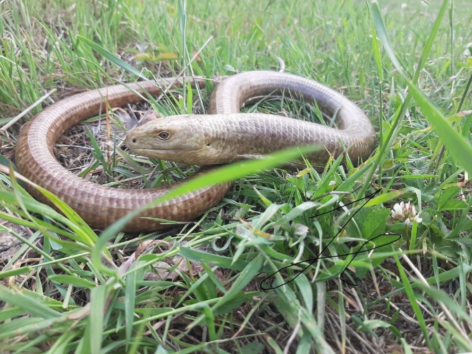 Безногая ящерица желтопузик