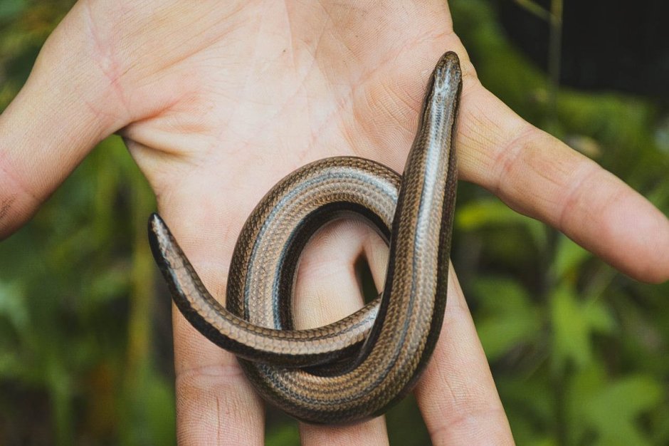 Безногая ящерица желтопузик