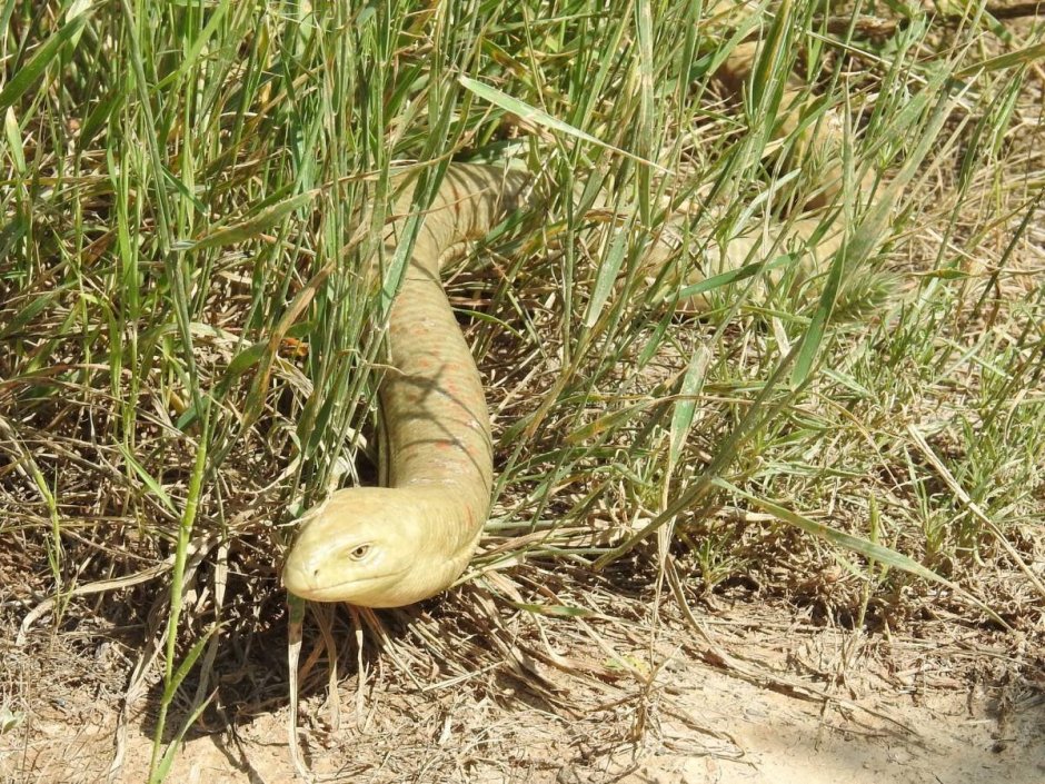 Безногая ящерица желтопузик