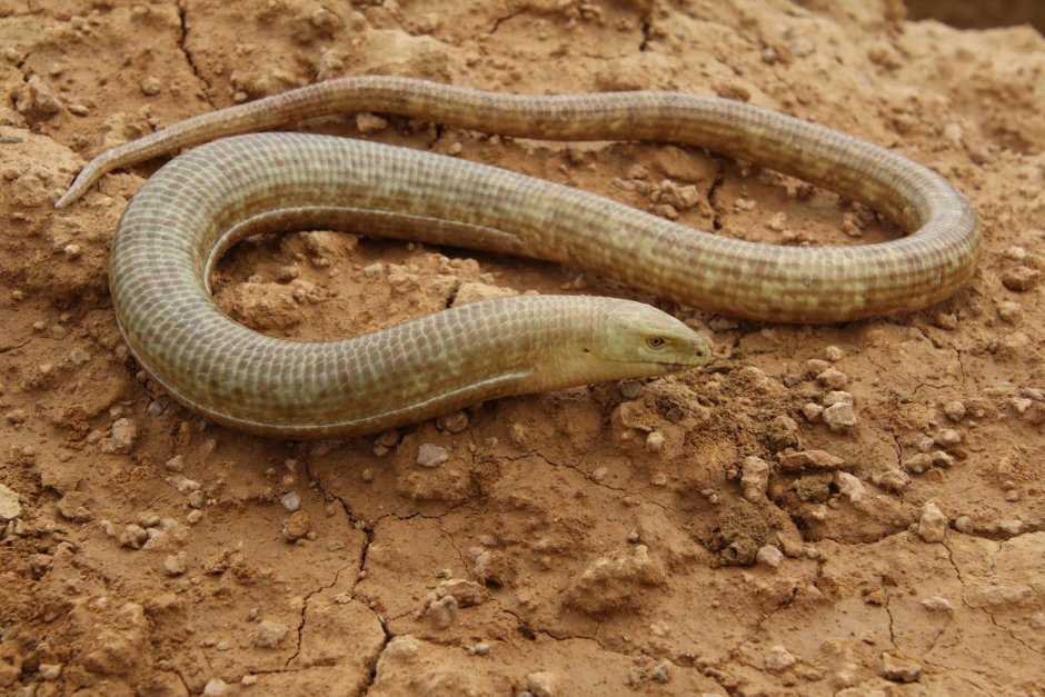 Безногая ящерица веретеница медянка