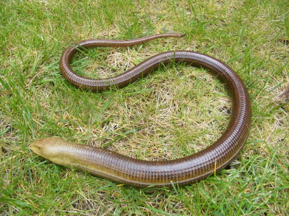 Желтопузик змея в Абхазии