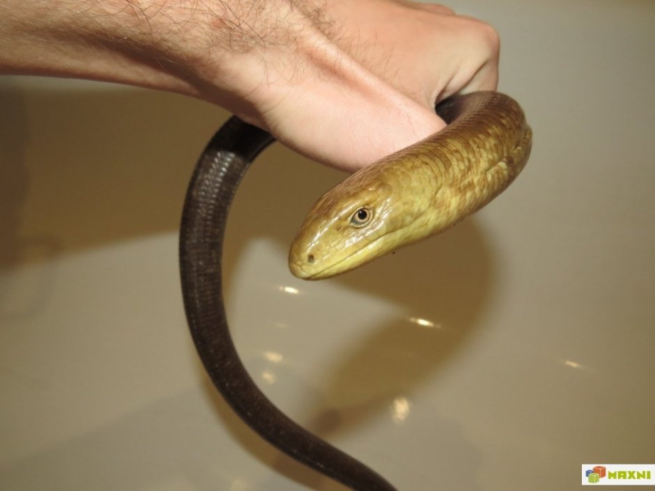 Безногая ящерица желтопузик