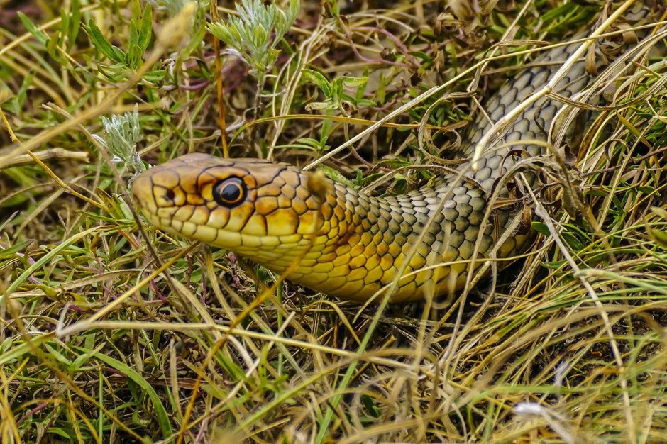 Безногая ящерица желтопузик