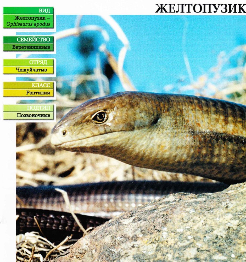 Желтопузик, или Глухарь