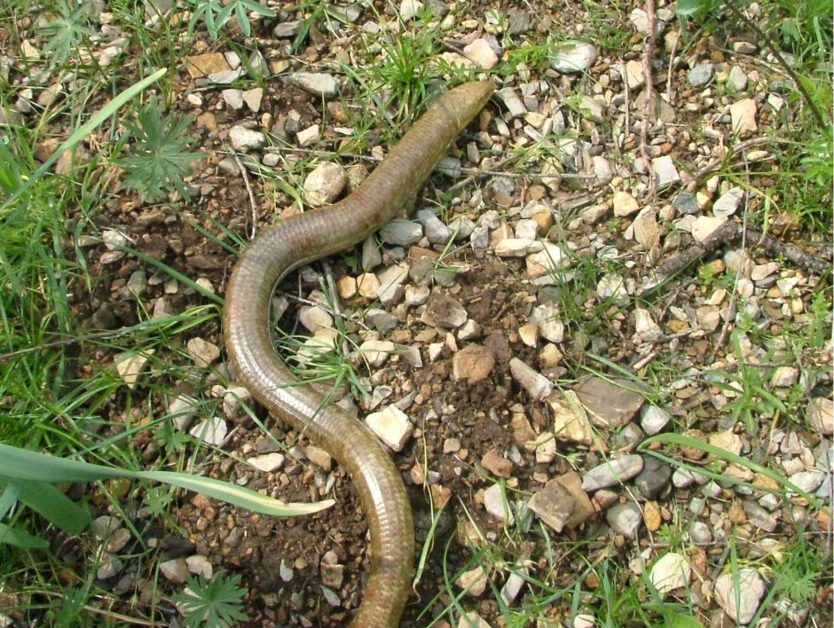 Желтопузик ящерица рентген