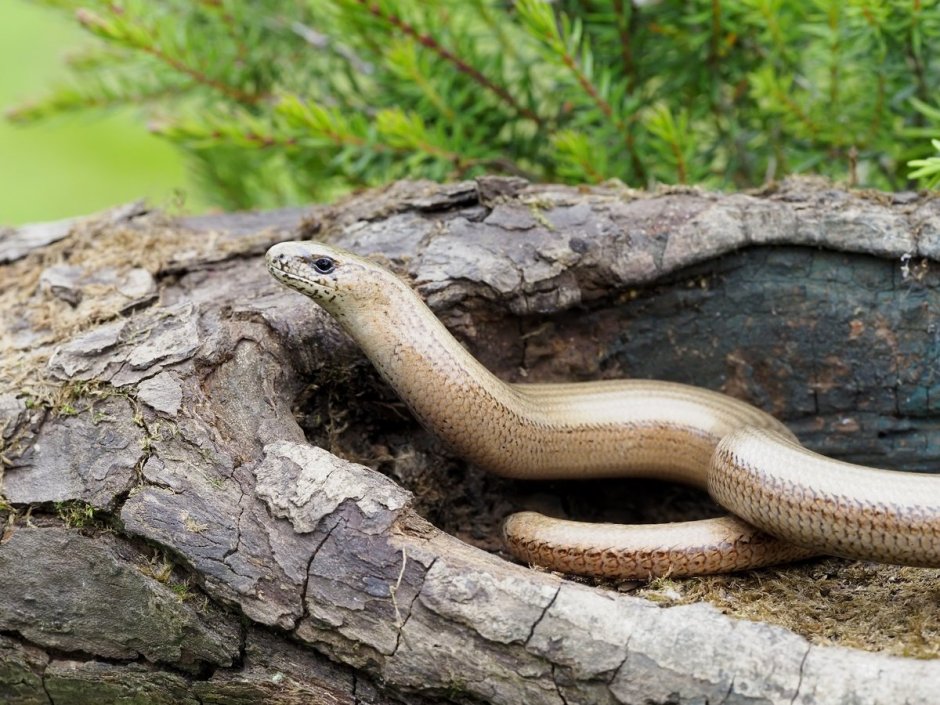 Желтопузик безногая ящерица Сочи