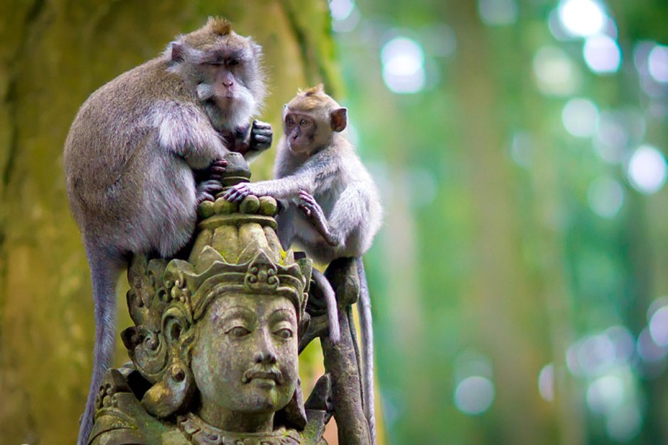 .Бали/лес обезьян Ubud/