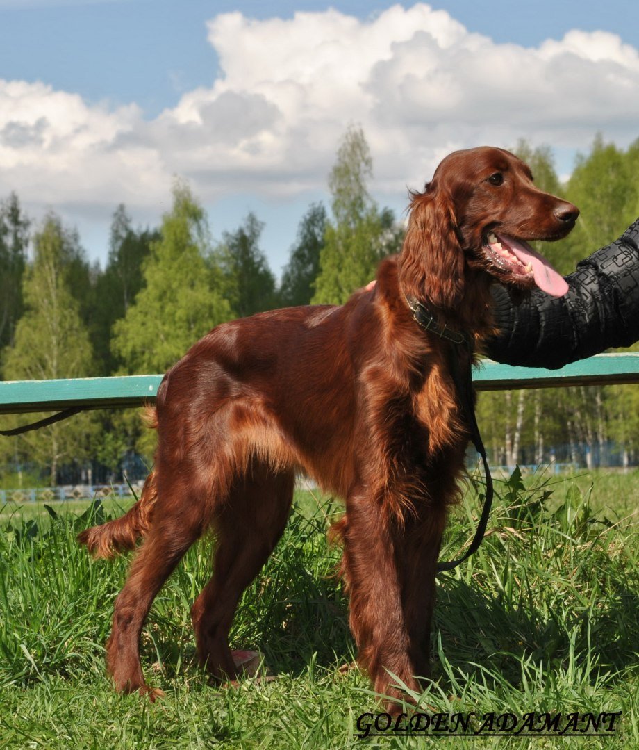 Ирландский сеттер и золотистый ретривер