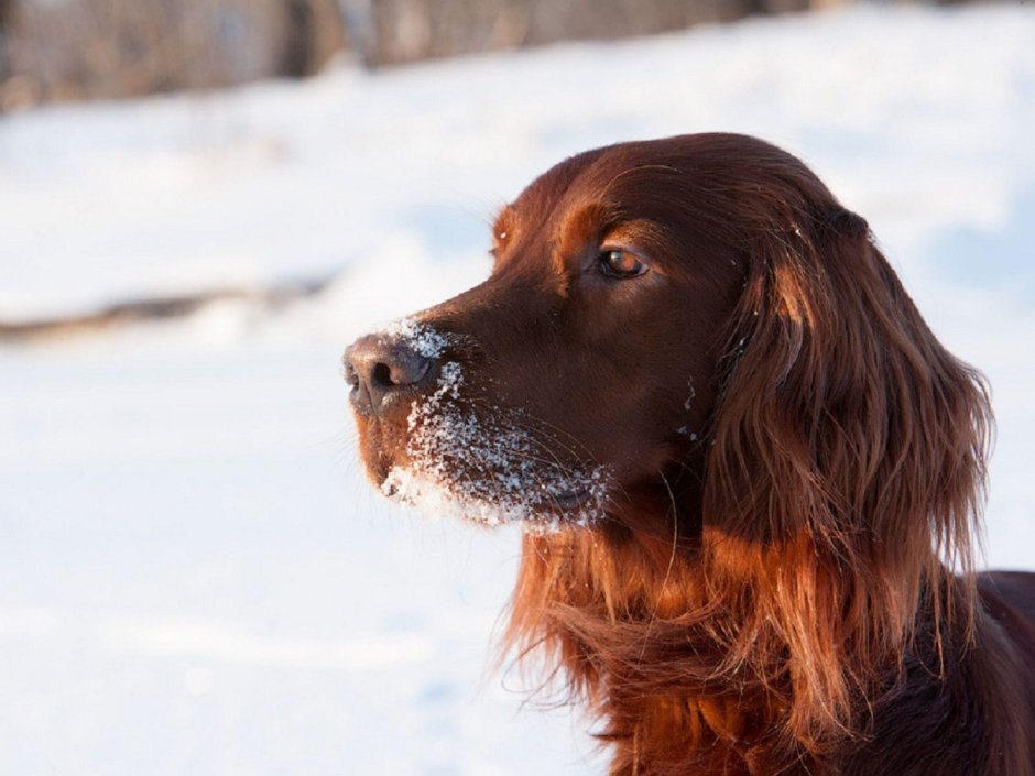 Ирландский красный сеттер гладкошерстный