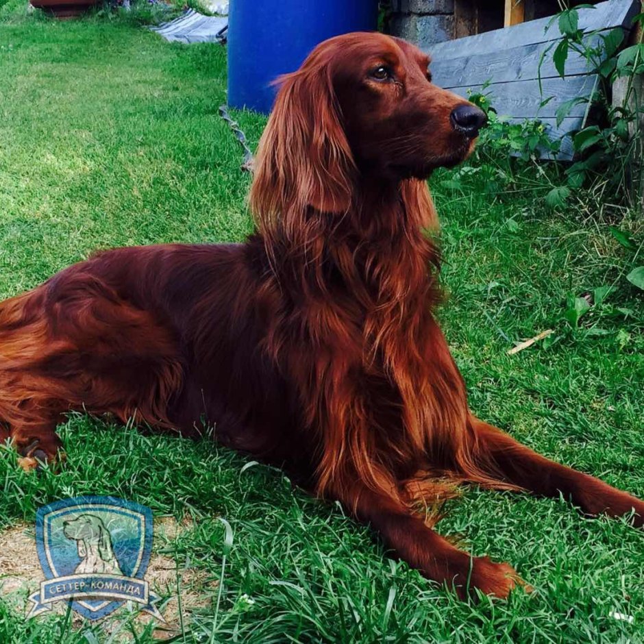 Кокер спаниель русский охотничий