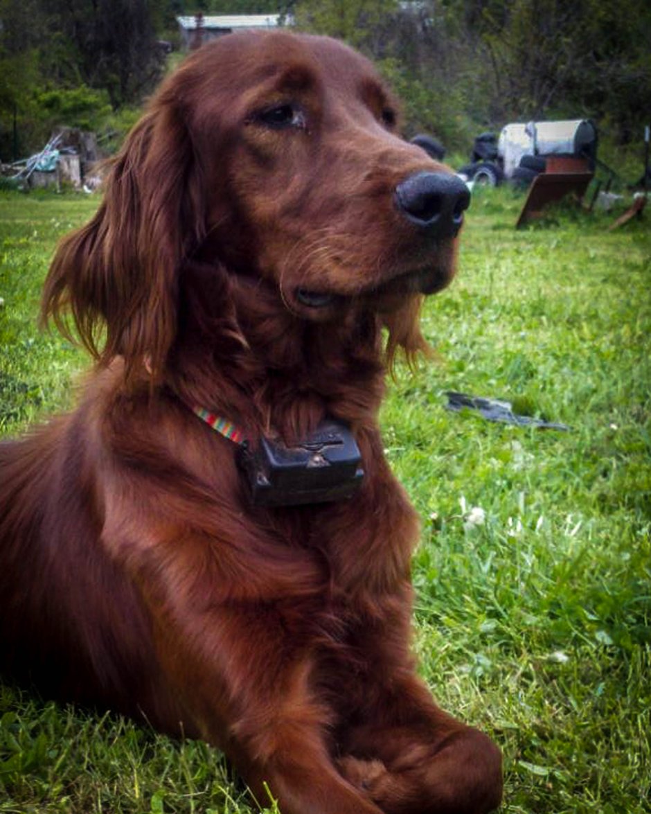 Такса длинношерстная золотистая