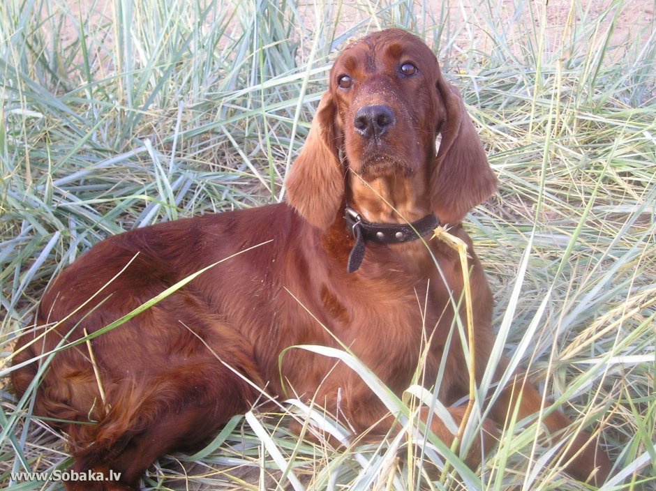 Ирландский сеттер на лугу