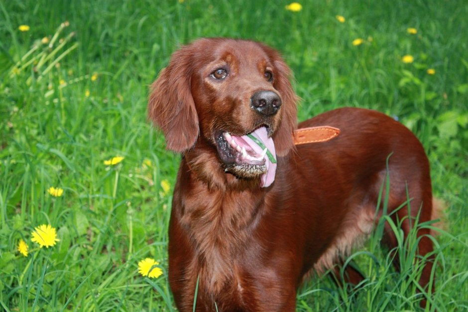 Спрингер спаниель гладкошерстный