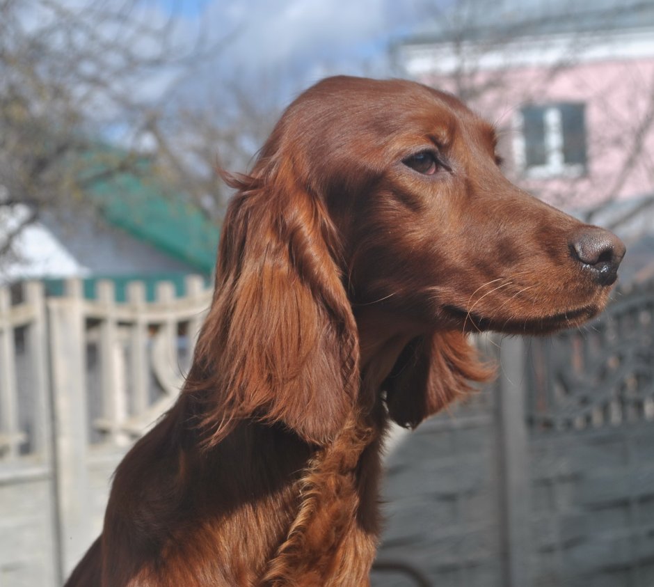 Ирландский сеттер гладкошерстный