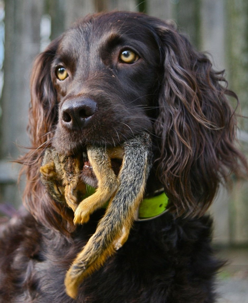 Сеттер черный гладкошерстный