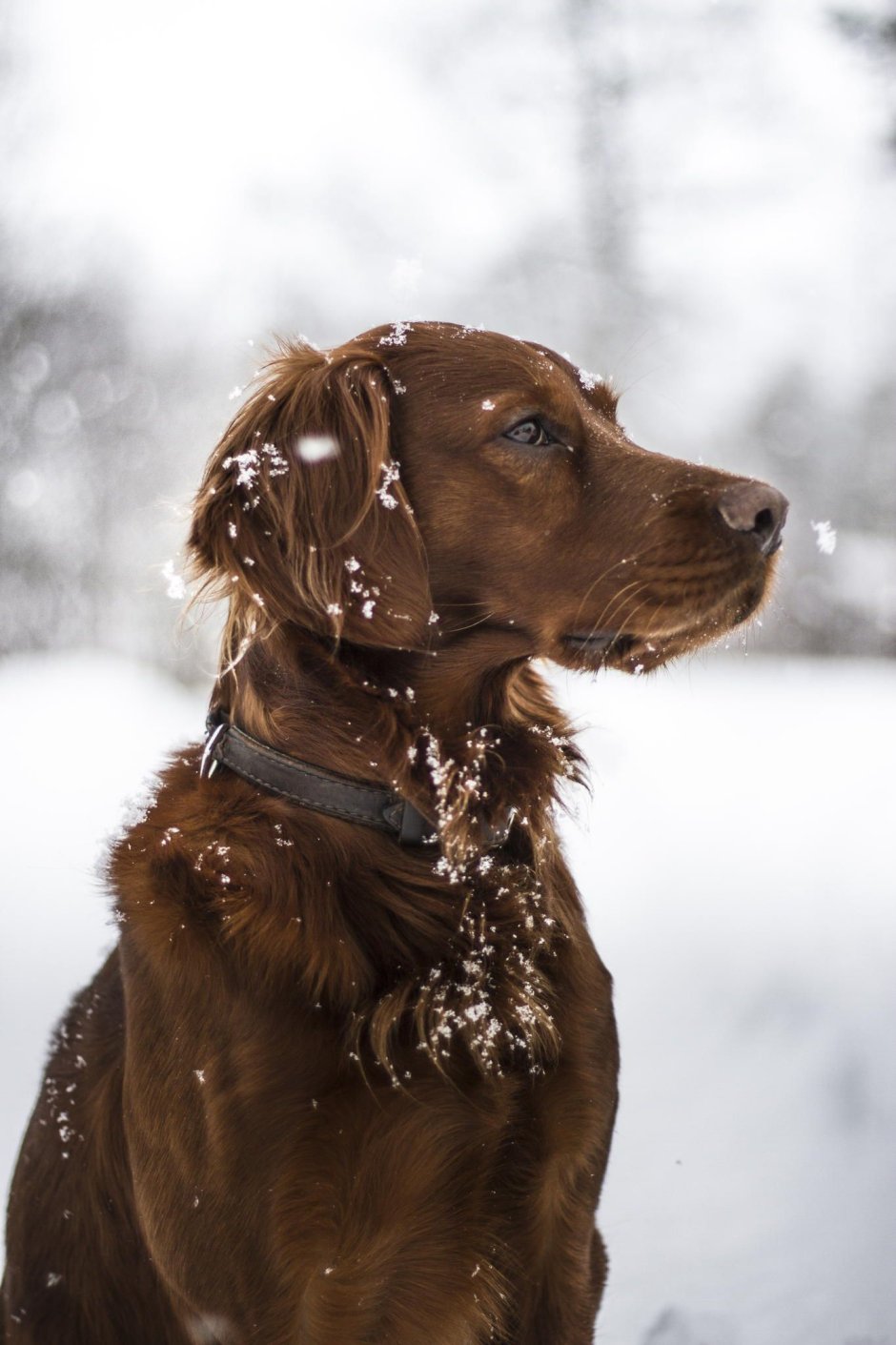 Ирландский сеттер гладкошерстный