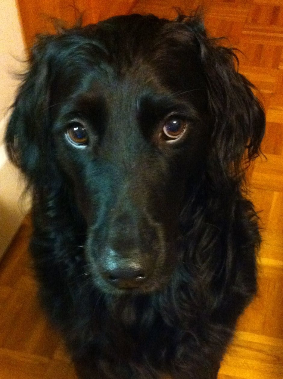 Сеттер щенок 6 месяцев