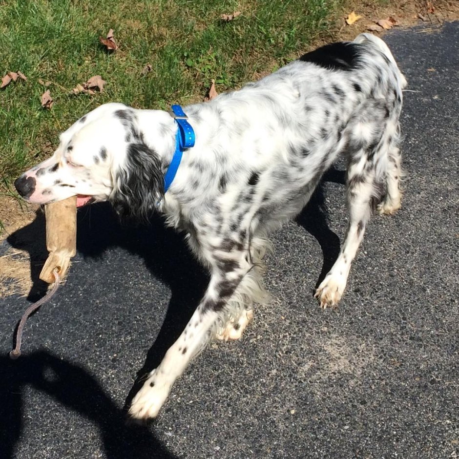 Немецкая короткошерстная легавая Курцхаар