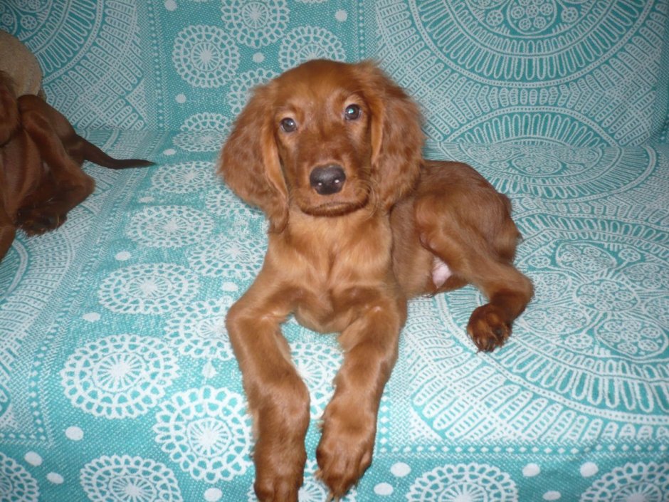 Ирландский красный сеттер