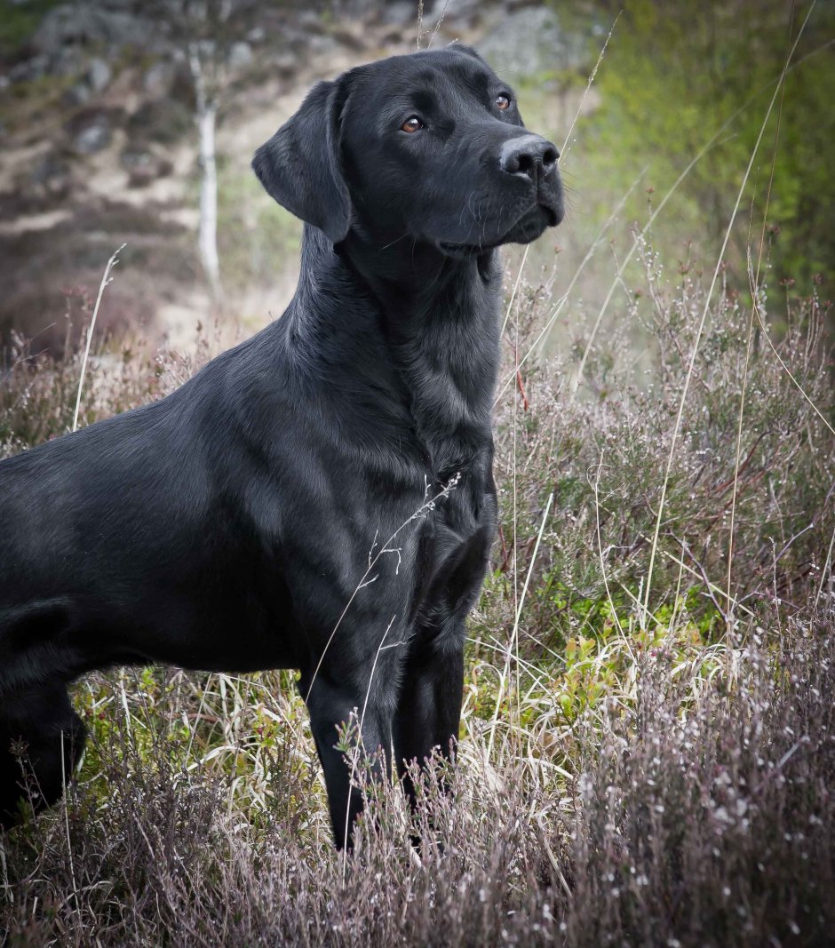 Бойкин спаниель