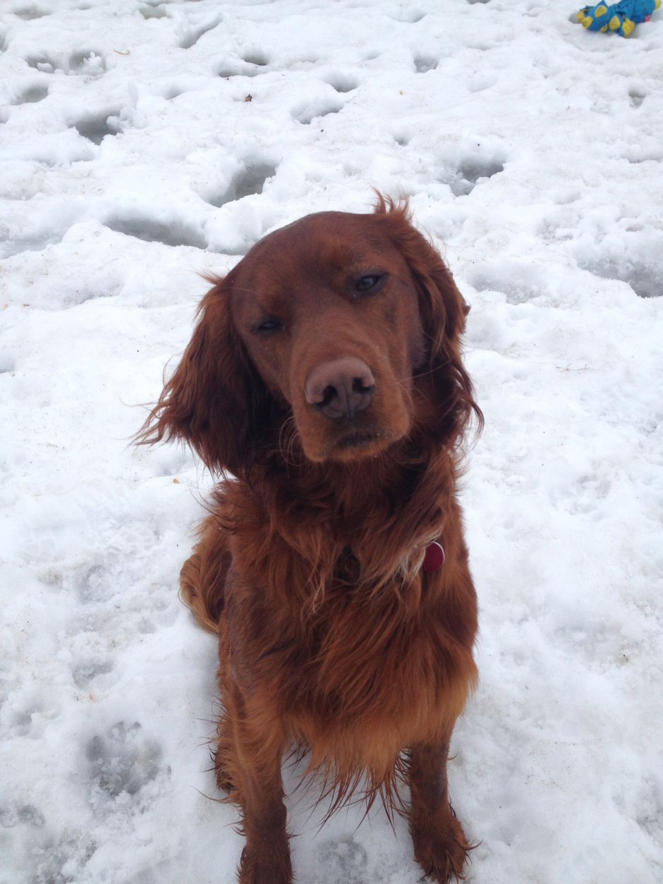 Ирландский сеттер черный