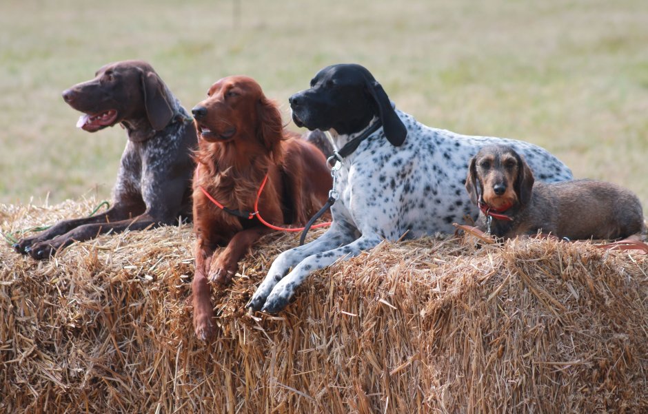 Сеттер английский ирландский шотландский