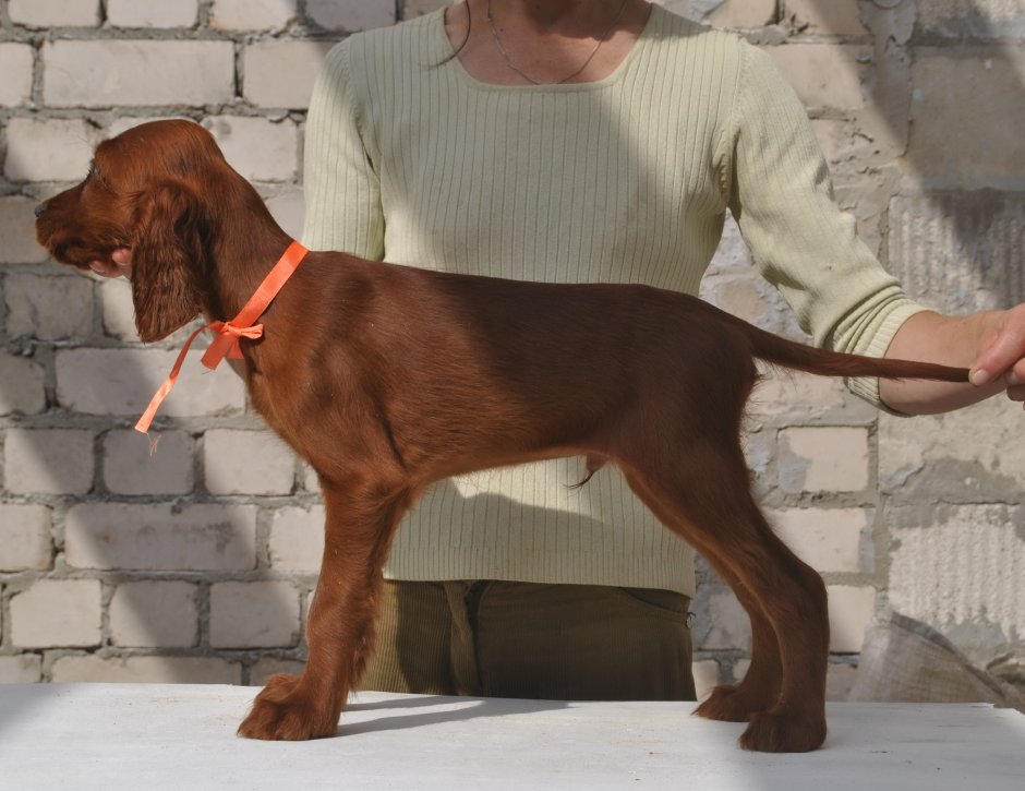 Сеттер гладкошерстный белый