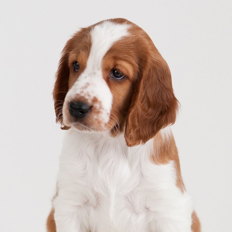 Щенок ирландского сеттера 6 месяцев