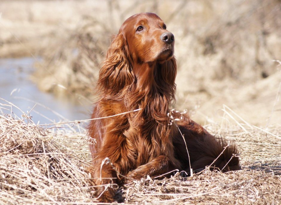 Ирландский сеттер