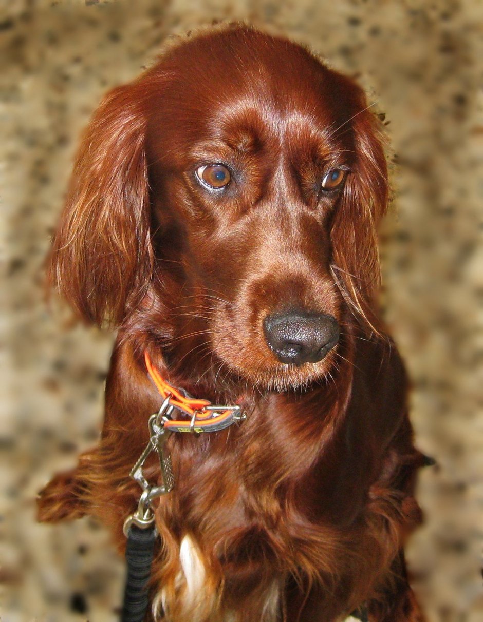 Ирландский кокер спаниель