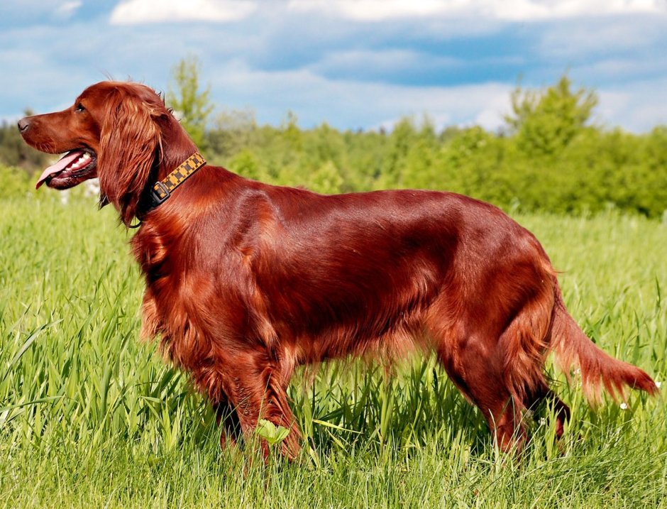 Золотистый кокер спаниель