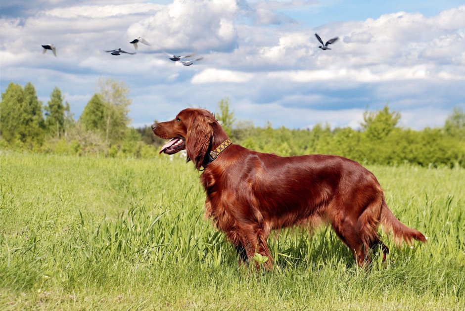 Ирландский сеттер и спаниель