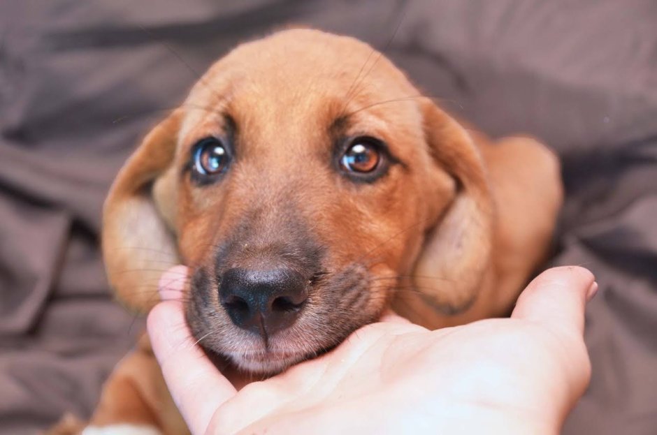 Сеттер гладкошерстный