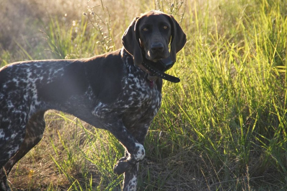 Шотландский сеттер короткошерстный