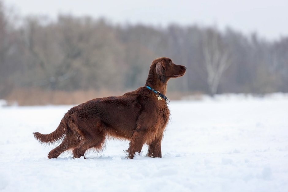 Ирландский сеттер черный