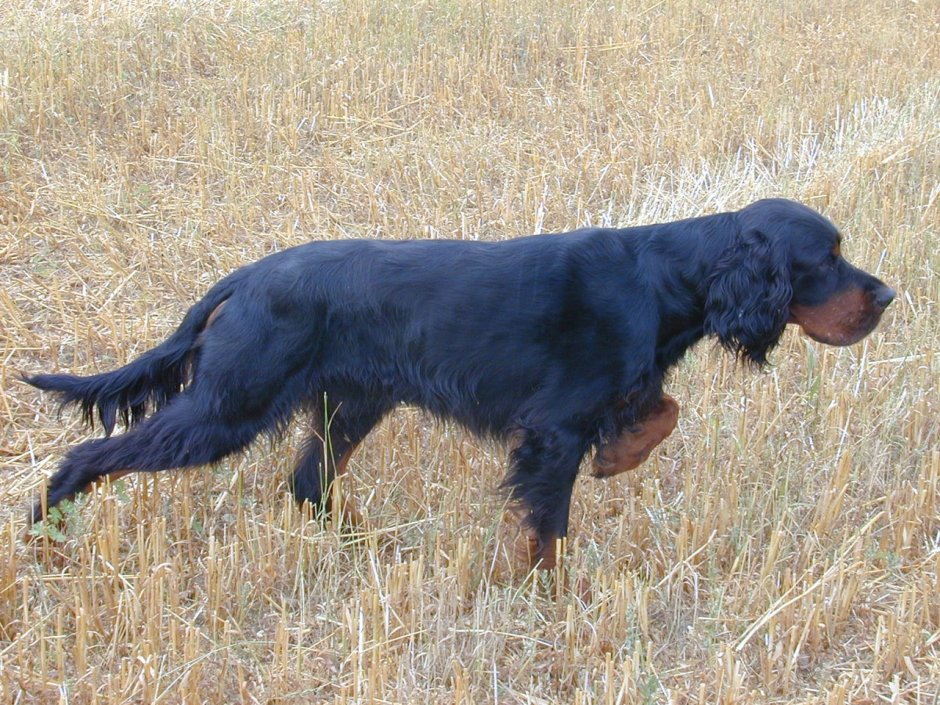 Ирландский сеттер в охотничьей стойке